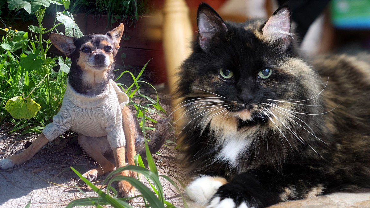 Oh No, Ross and Carrie! tweet media