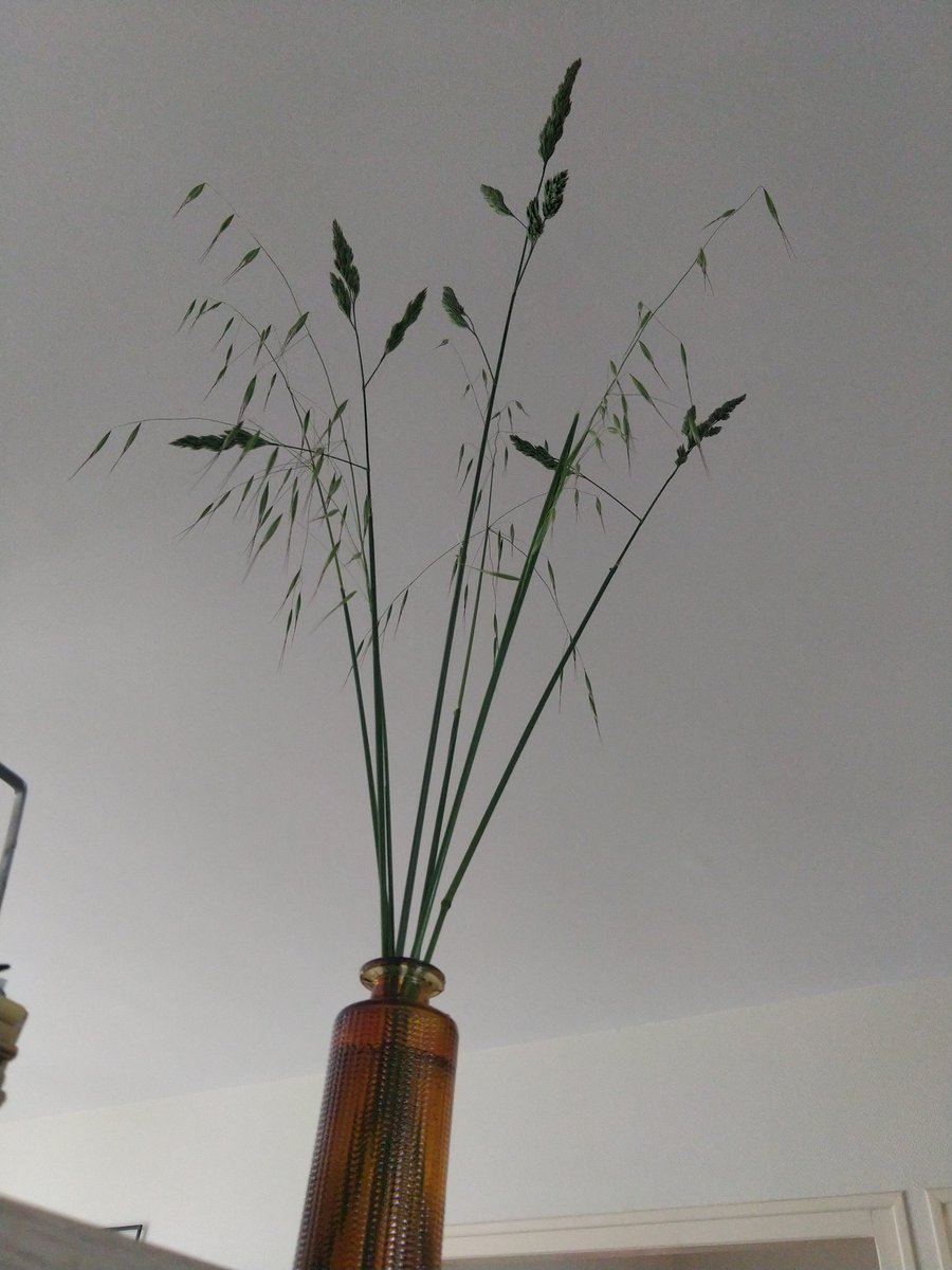 Christo324085's tweet image. #Bouquet #campagne #graphique