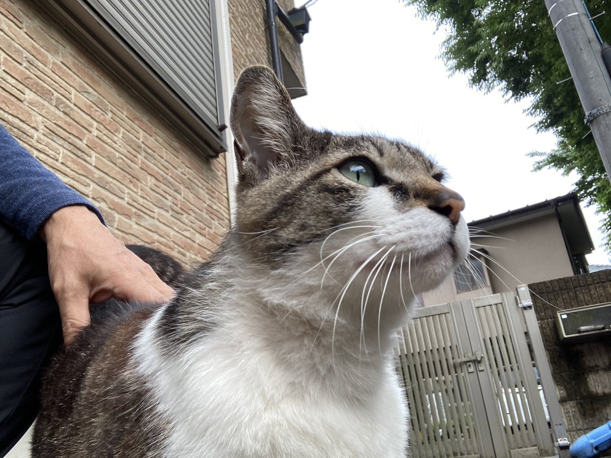 kintorepanman's tweet photo. 久しぶりの今日の撫で猫🐱 https://t.co/8W5RjF2KZx