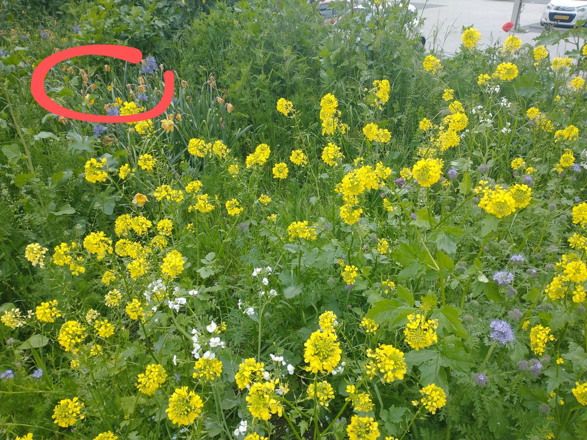 Spontaan opgekomen bloemenweelde vs geplante bollen bij de bouw (rode cirkel)