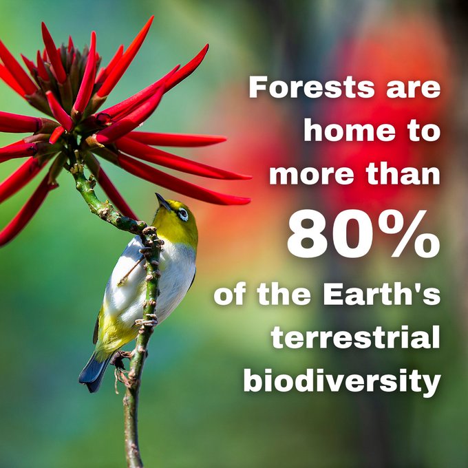 Forest #biodiversity is too precious to lose 

#Forests harbour:
- 60,000 different #tree species - 80% of #amphibian species
- 75% of #bird species
- 68% of the world's #mammal species 
🌳🦋🪱🦜🦌🌲

#BuildBackBiodiversity #BiodiversityDay 

Via <a href="/UNECEForests/">UNECE Forests</a>