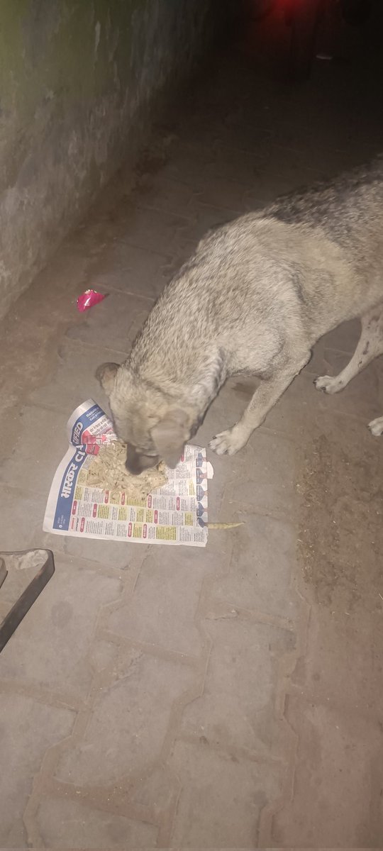 mallika_2o's tweet photo. #10DaysChallenge #BeKindToAnimals #AdoptDontShop
#FoodForAll #EveryLifeMatters #WeCare #ShelterForAll #Not_ME_But_YOU #NSS #NSSOU #Chandigarh #India
Jai Hind, Jai Bharat...🇮🇳🙏

@NSSOpenUnit @iBikramRana @Binesh_Bhatia @ritikaverma_pu https://t.co/pMZfStVOGd