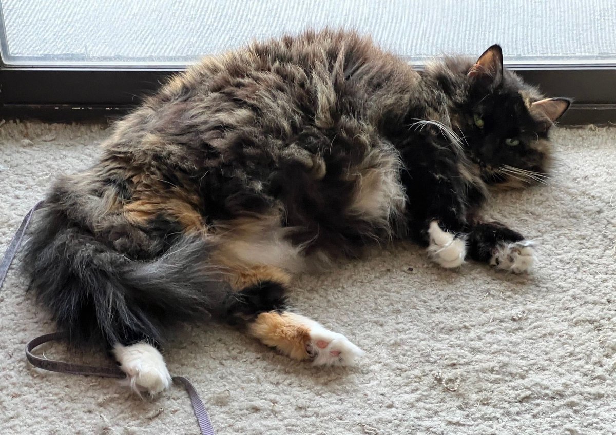 Oh No, Ross and Carrie! tweet media