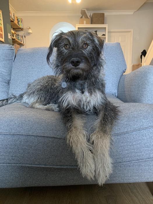 AdoptionsUk's tweet photo. Please retweet to help Roxy find a home #NEWPORT #WALES 

Affectionate Crossbreed aged 1, has had a bad start in life. She can live with teenagers and another calm dog. She needs someone who has time to go on with training 🐶✅

DETAILS or APPLY👇
https://t.co/NdT4k2Irrw
#dogs https://t.co/AhOuAUVGVX
