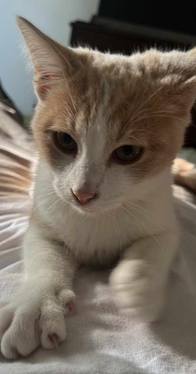 Estoy buscando adopción responsable para este gatito de 5 meses, súper cariñoso y educado. Si me dan una mano con rt capaz aparece una flia ❤️