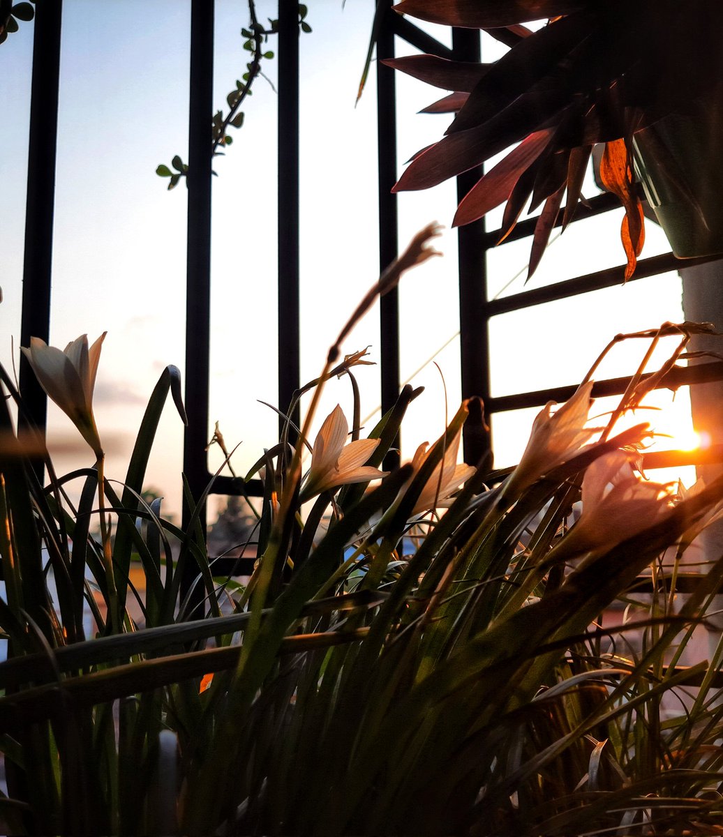 aritrasvibes's tweet photo. Things left unsaid...Stay with us forever...

#sunset #nature #photography #sky #travel #photooftheday #landscape #love #sunsetphotography #naturephotography  #sun  #windowflowers #sunrise #beautiful #flowers #picoftheday  #rainlily #travelphotography #sunsetlovers #sunsets https://t.co/gve1Gw5I4B