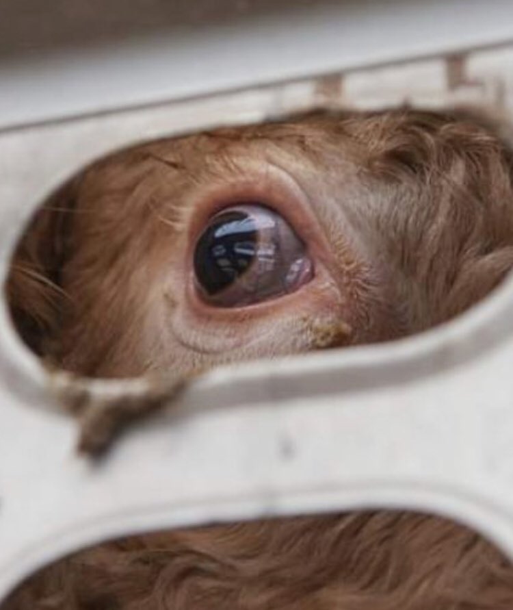 S_Catsgotmyback's tweet image. It’s always pathetic #losers who think 🥩 pics are going to trigger Vegans when we’re the only ones willing to take an honest look at what it takes to get your sterilized little packages of flesh to the grocery stores. 

&amp;gt;&amp;gt;&amp;gt;watchdominion.com 

#GlobalMessage #AgGagLaws