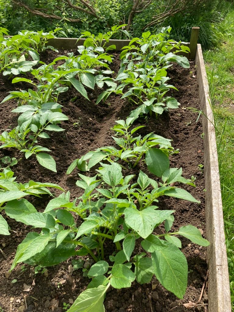 Alice Park Volunteers Sunday. 

I think these are potatoes growing in a raised bed. I think this earthing up!