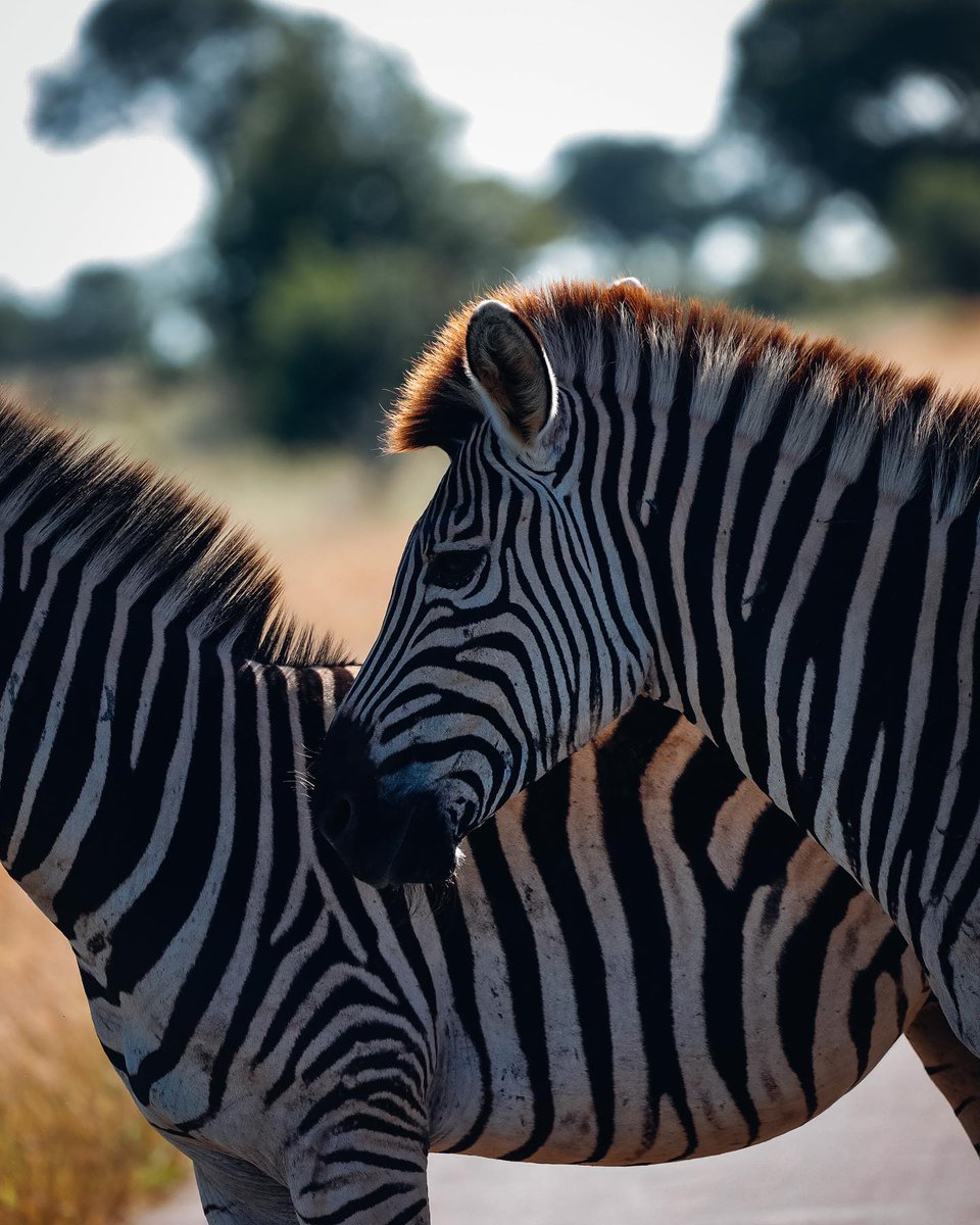 Let’s do a little game of trivia? 

Is a Zebra black with white stripes or white with black stripes? 

Let us know your answer in the comments! 
What we do know is that they are one of the most fascinating animals in the wild and their ability to heal is remarkable. 

#zebra #let