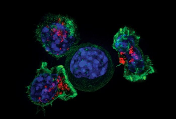 Un nouveau développement dans la #CellTherapy ✂️ permet à une seule cellule #CAR_T de reconnaître plusieurs cibles tumorales via les #Anticorps eux-mêmes, ce qui, espèrent les chercheurs, fera une #CAR_Tcell ✂️ efficace, + sûre.
#Car_tcellTherapy #Oncology
lnkd.in/g5gz9adf