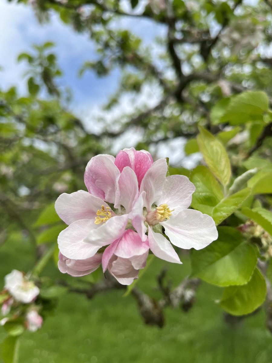 Holly Mount Orchard tweet media