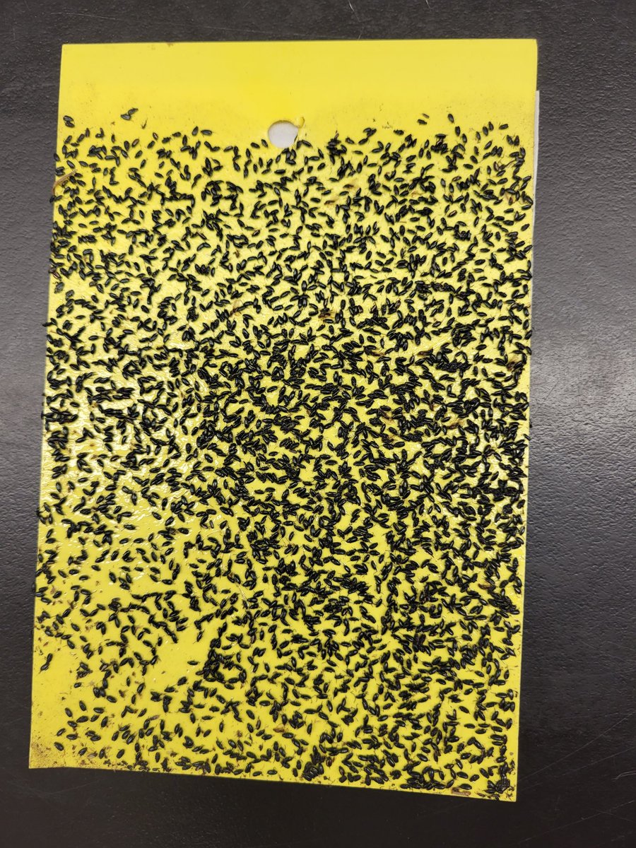 sharri_kher's tweet photo. Evenden lab summer researchers busy in counting unusual high numbers of crucifer flea beetles found on some sticky cards that were set in last week of April at field edges in Central Alberta #Abbugchat @MayaEvenden @AlbertaCanola @canolacouncil @gabertccc https://t.co/PHRr5XkRCs