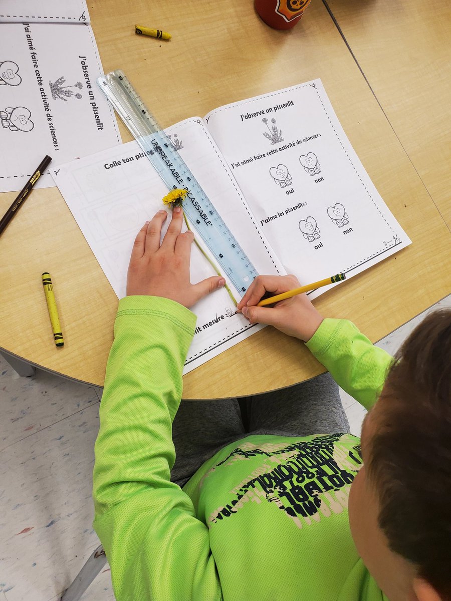 Using our senses to explore dandelions. 🌼