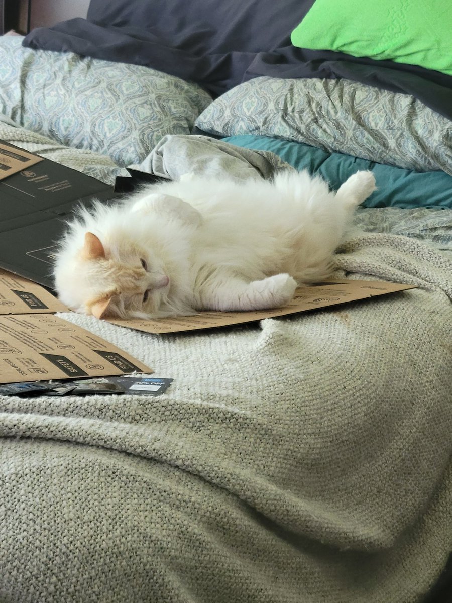 I will never understand this cat's fascination with cardboard.