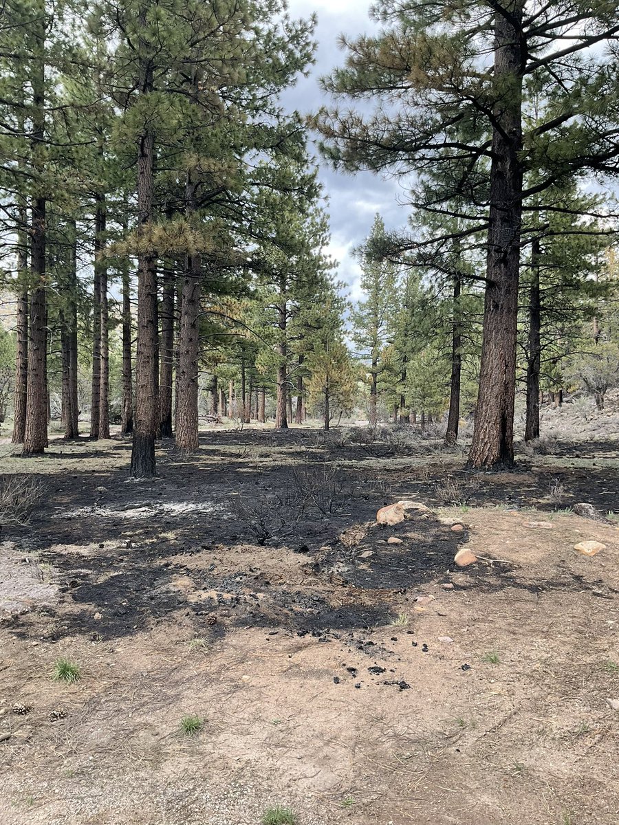 The Fire and Fuels staff of the HTNF-Carson Ranger District, had great success with the Whites Creek #prescribedfire. This allows space for the larger trees to thrive by providing new and healthy growth of the native vegetation. 

#wildlandfirefighters #prescribedfires