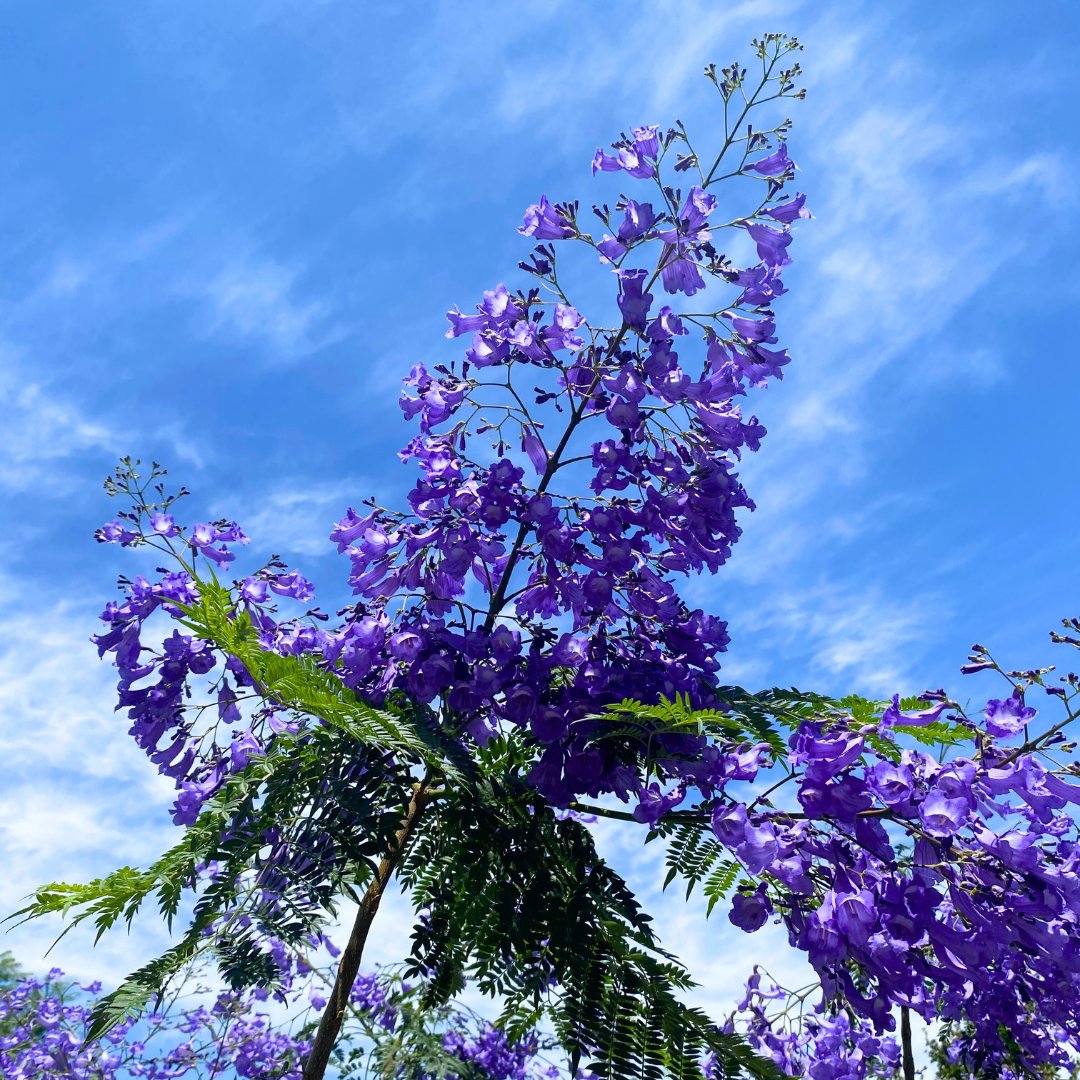 MoonValleyTrees's tweet image. Nothing elevates a landscape like flowering trees! 😍 Add instant curb appeal to your home with our wide selection of flowering trees. Find the perfect addition for your yard at any location today!
#Flowers #WeKeepYouGrowing #MoonValleyNurseries
