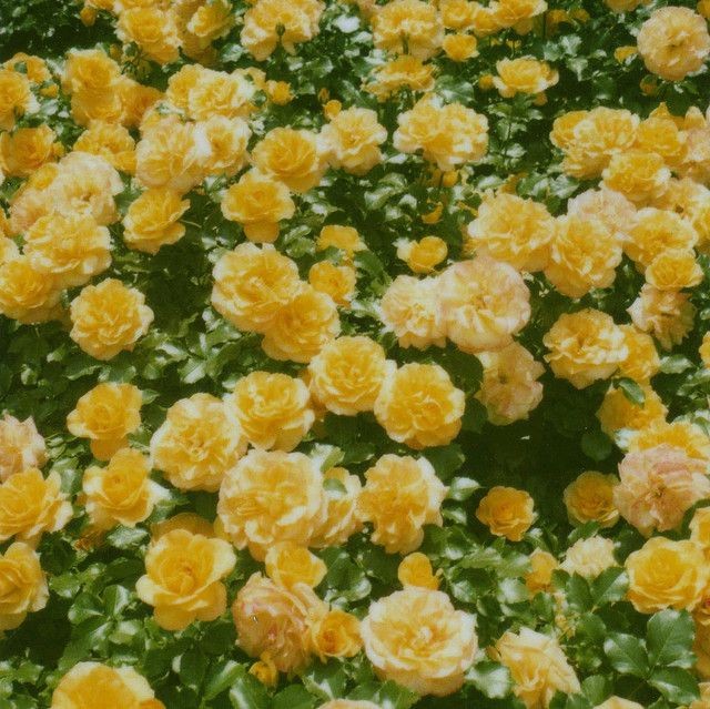 ɴɪɢʜᴛꜱꜱ ִֶָ࣪☾. tweet media