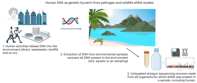 Whitney_Lab's tweet image. #DuffyLab publishes "Inadvertent human genomic bycatch and intentional capture raise beneficial applications and ethical concerns with environmental DNA" in @NatureEcoEvo nature.com/articles/s4155….  .