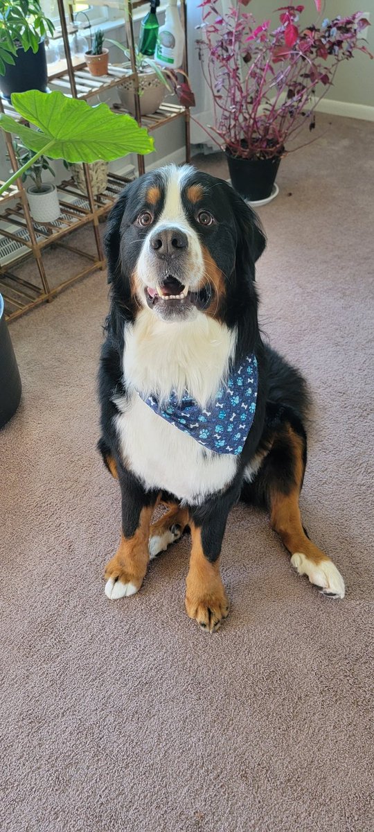 doglettt's tweet photo. Impossible to not be obsessed with him💙🩵 https://t.co/jZGNiOi7uC