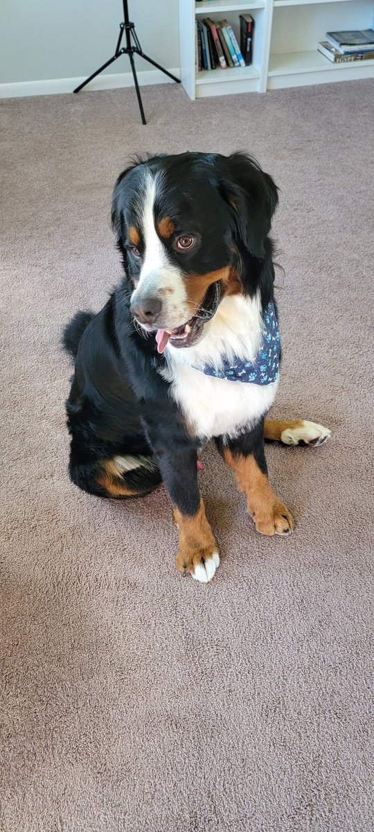 doglettt's tweet photo. Impossible to not be obsessed with him💙🩵 https://t.co/jZGNiOi7uC