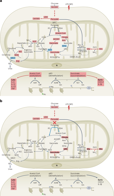 NatMetabolism's tweet image. Online now! Inflamed macrophages sans mitochondrial pyruvate carrier? dlvr.it/Sp4Wxy
