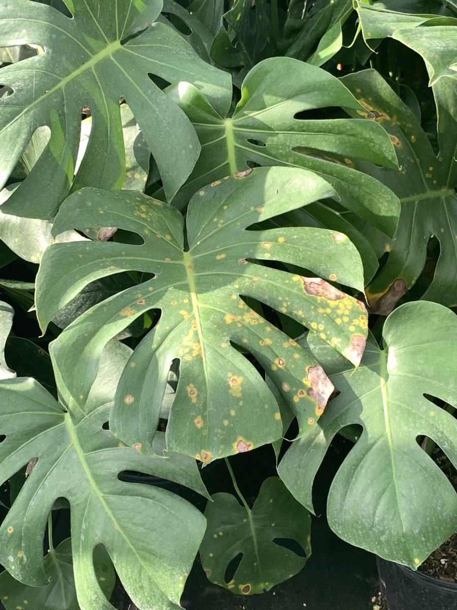 UFTropical's tweet image. (1/2) @FDACSDPI &amp;amp; @UFTropical researchers confirm the presence of Pseudocerradoa paullulla (formerly named Puccinia paullulla), a #fungalpathogen, in Florida nurseries and urban landscapes.