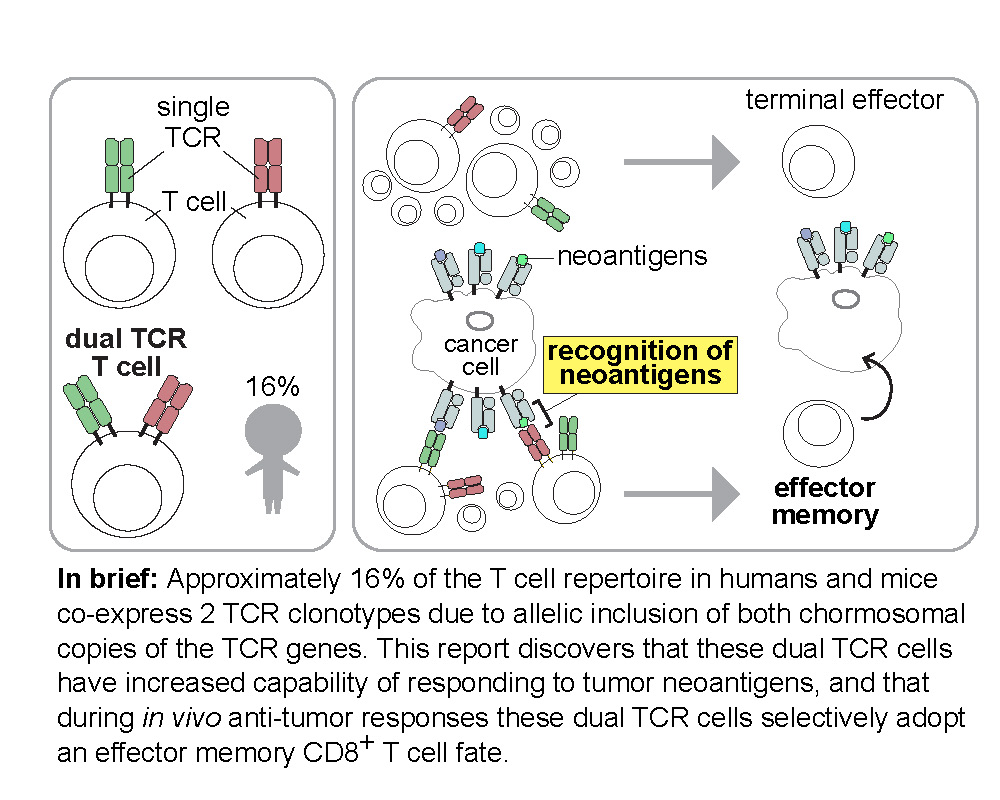 New #JITC article: Dual receptor T cells mediate effective antitumor immune responses via increased recognition of tumor antigens bit.ly/3W7aC1y <a href="/jackbuimdphd/">Jack Bui</a>