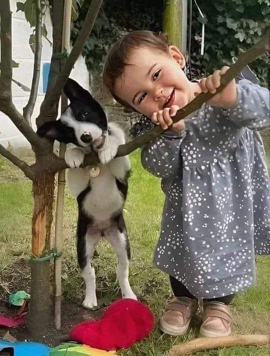 Sari_Friends's tweet photo. ❃❃❃ SO ADORABLE ❤💗❤
#DogsofTwittter #Dogsarefamily #dogstagram #dogs #DogsOnTwitter https://t.co/V0J6KuUgHf