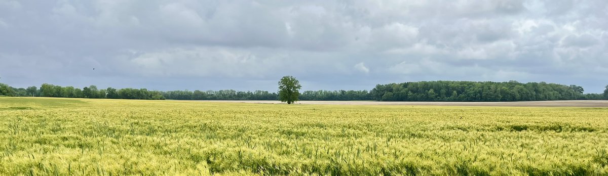 Got Barley? Add this to the list of SEMO crop diversity! HiSOY double crop plot site in about a month. <a href="/InVISION_HiSOY/">FSInVISION_FSHiSOY</a> <a href="/Southern_fs_inc/">Southern FS</a>