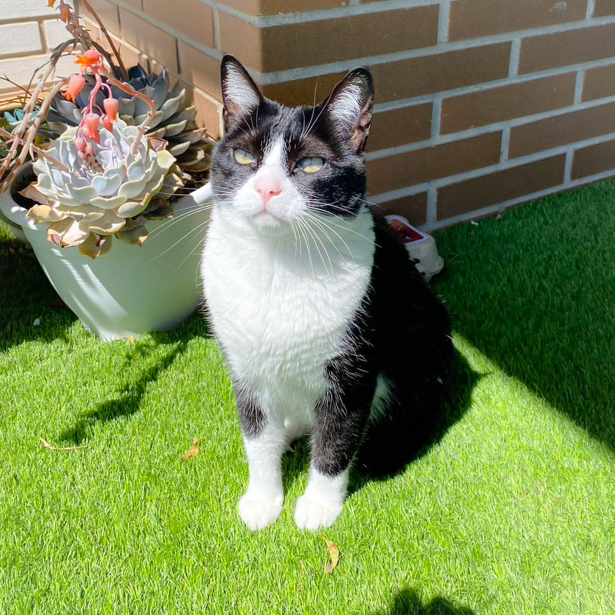 Gatadenit's tweet image. Agraeixo RT 🙏 Necessito ajuda per trobar una llar a la Mel (causes justificades). 6 anys, dolça i tranquila, pot conviure amb gossos però no amb gats. Esterilitzada i sana. #Adopció a cost 0. Ideal gent gran o parelles sense fills. Si us interessa, feu-me DM. #XarxaAnimalistaCat