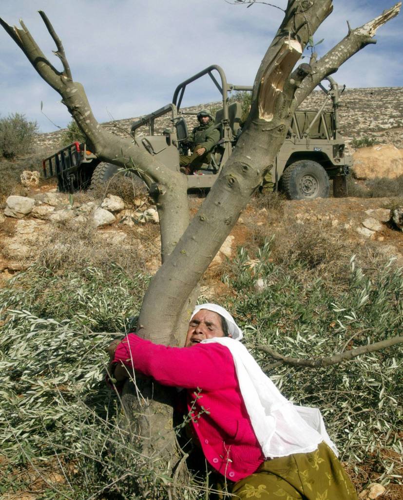 Una mujer palestina se abraza a su árbol de olivo, que pronto será cortado por el ejército de ocupación israelí.

En el año 2023 somos todos testigos del único Apartheid que queda en el mundo, aunque no muchos se animen a decirlo.
A 75 años de la Nakba, ¡Viva Palestina libre! 🇵🇸