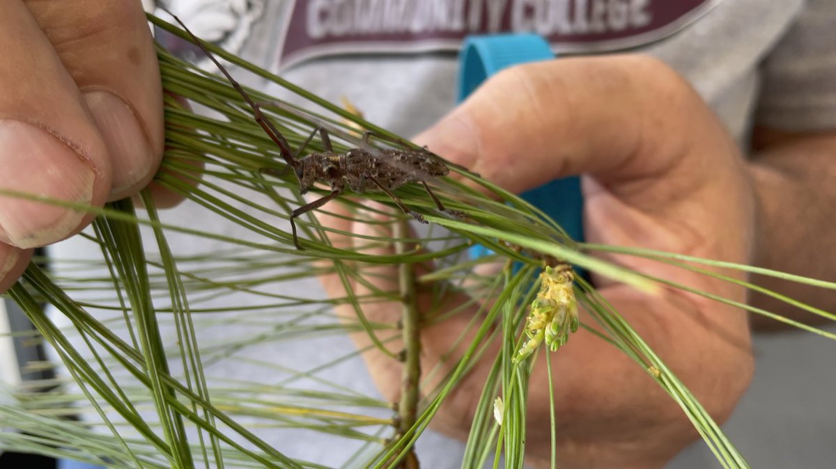 ShawneeCollege's tweet image. Check out the latest Science in Seconds and the story behind this insect's trip from Shawnee Community College to Harvard University. 

youtu.be/BNH2Hi2ojcY

#ScienceInSeconds #WeAreShawnee #biology