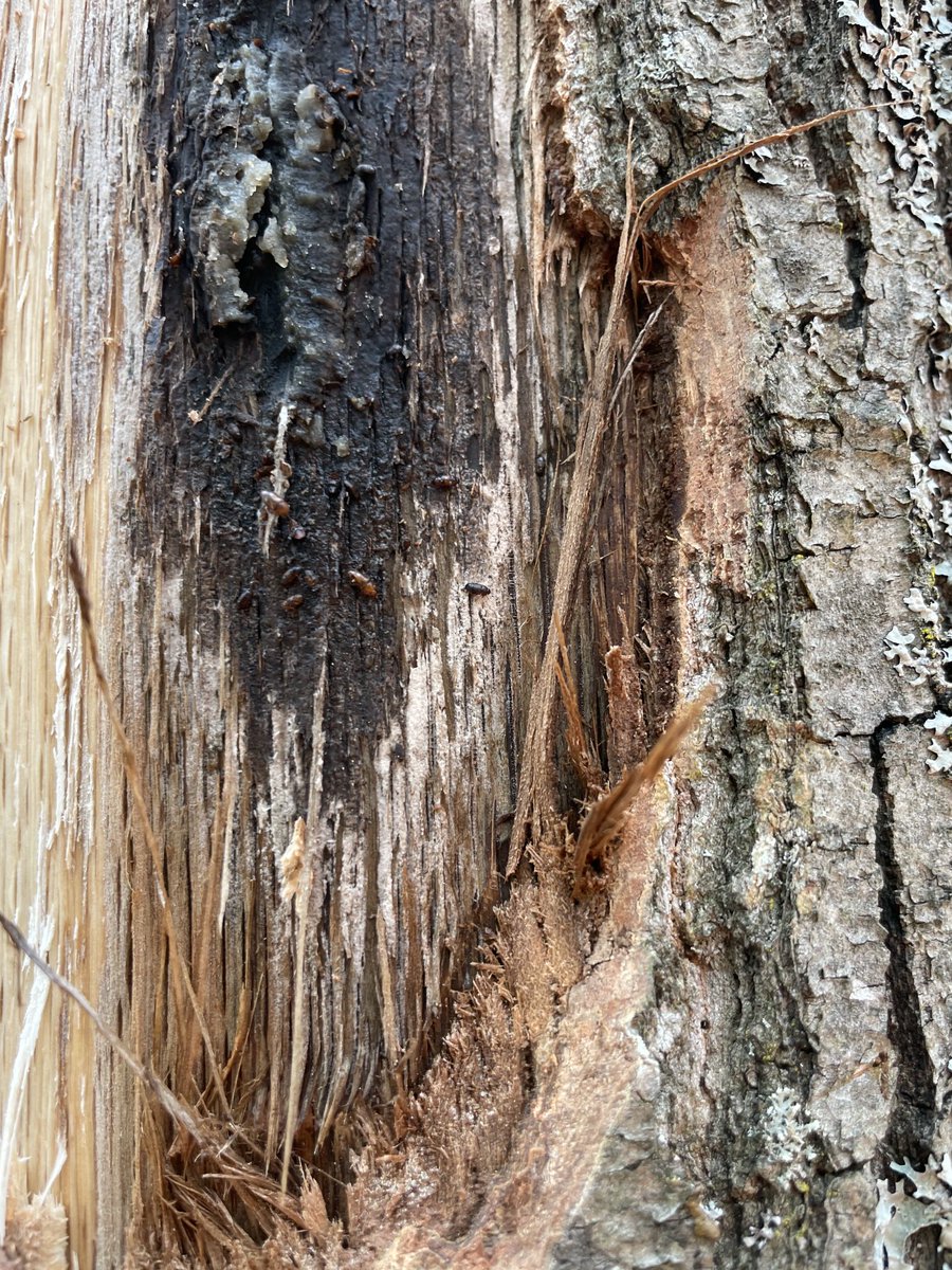 Dr. Monique L Sakalidis tweet media