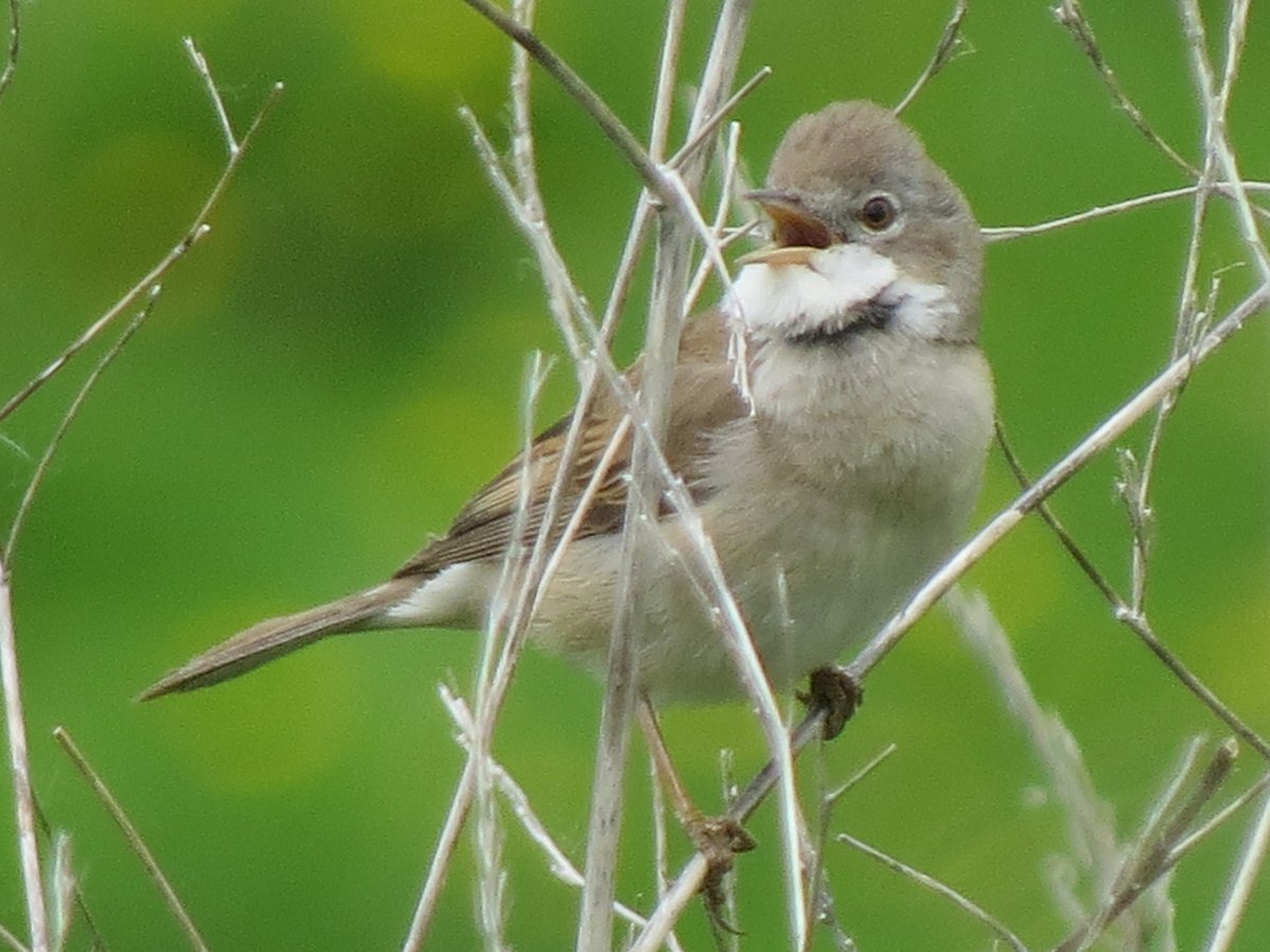 1 of 2 grey wagtail fledglings and Willow warbler,Siston Brook and Whitethroat along River Avon Hanham today
