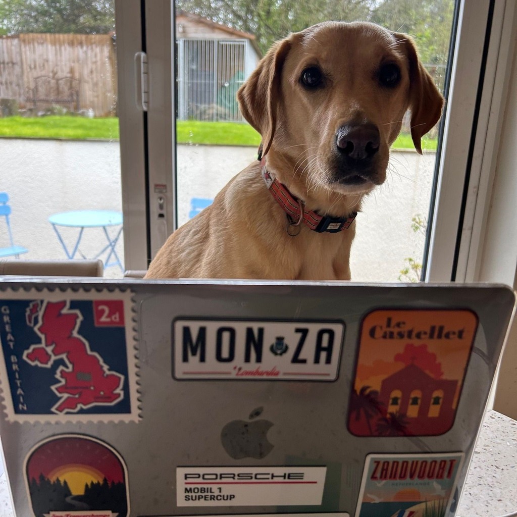 GingeTours's tweet photo. Hope you are all well. Dex and I have had a busy weekend with bookings. 
We hung out with our pal Alfie this am for a walk and we did zoomies around the garden. 
We are organising dad before he heads off to Dublin, he is going to watch a game with a funn… https://t.co/pVO52LD8A4 https://t.co/mJftZWiWtn