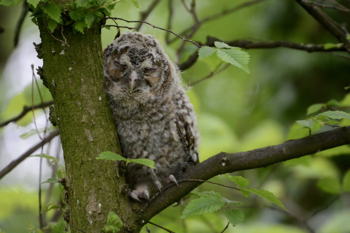 tPholme's tweet photo. An owl chick in local woods for #fsprintmonday &amp; #WexMondays https://t.co/9b3Vdy65k7