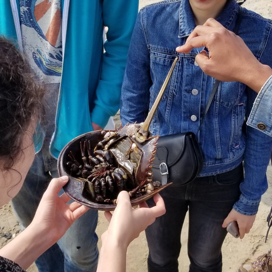 Jamaica Bay-Rockaway Parks Conservancy (JBRPC) (@jbrpc) on Twitter photo Join JBRPC, @littoralsociety, <a href="/NYCAudubon/">NYC Audubon (now NYC Bird Alliance)</a> & <a href="/GatewayNPS/">Gateway Natl Rec Area</a> for the 7th Annual Horseshoe Crab Festival this Saturday, May 20 from 9am - 1pm at Broad Channel American Park! Link in bio to learn more! #jamaicabay #horseshoecrab #festival Join JBRPC, @littoralsociety, <a href="/NYCAudubon/">NYC Audubon (now NYC Bird Alliance)</a> & <a href="/GatewayNPS/">Gateway Natl Rec Area</a> for the 7th Annual Horseshoe Crab Festival this Saturday, May 20 from 9am - 1pm at Broad Channel American Park! Link in bio to learn more! #jamaicabay #horseshoecrab #festival