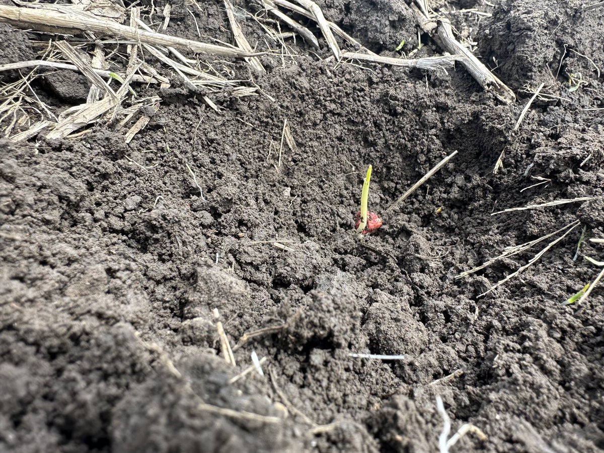 Fertman23's tweet image. #WhiteSweetCorn getting ready to poke through. Can’t wait to see the #picketfence stand by ⁦@PrecisionPlant⁩. Placed ⁦@NACHURS⁩ #tripleoption on the wings of #furrowjet. Looking good. ⁦@HeidisHappyacre⁩ #RuppSeed