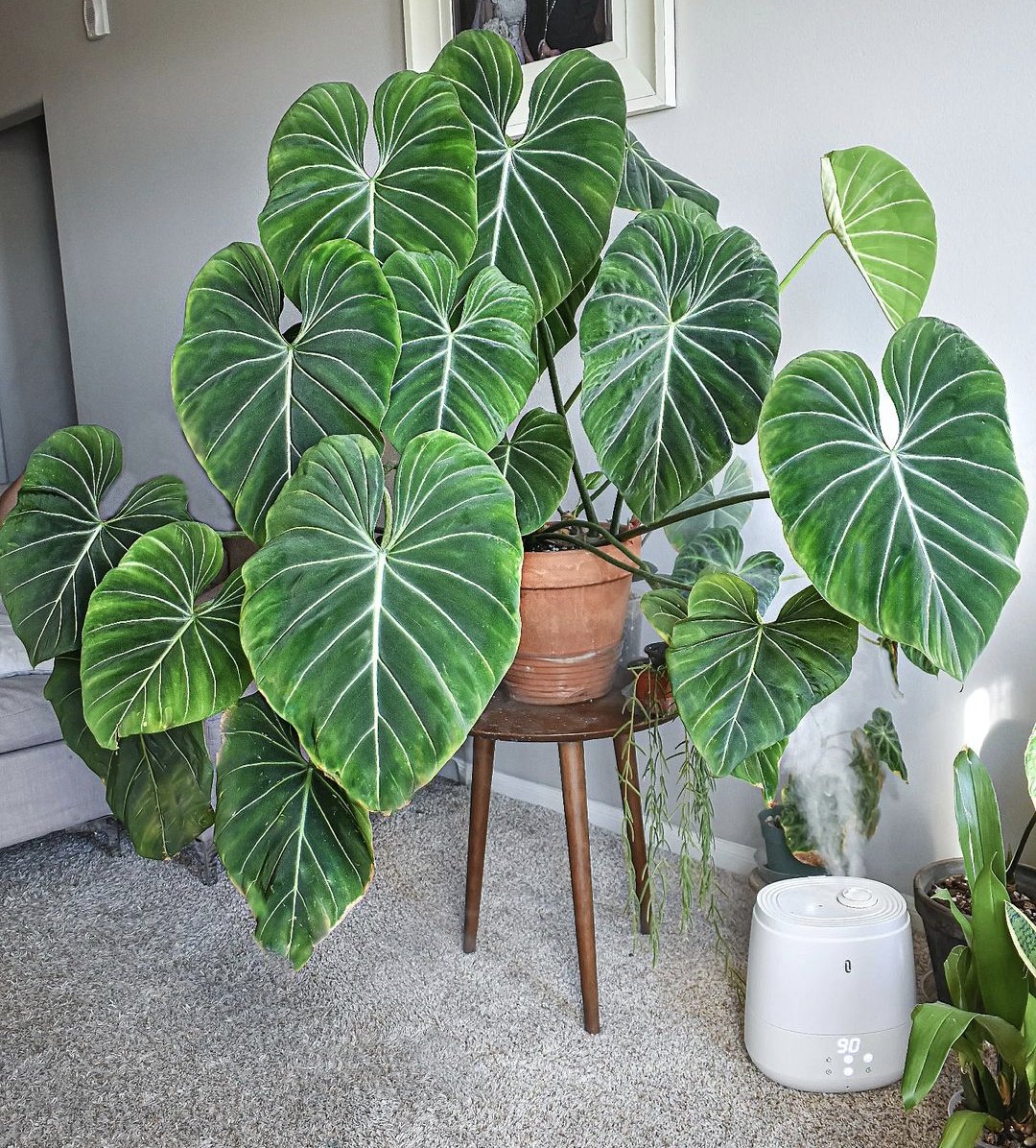 A stunning Philodendron Gloriosum 🌿