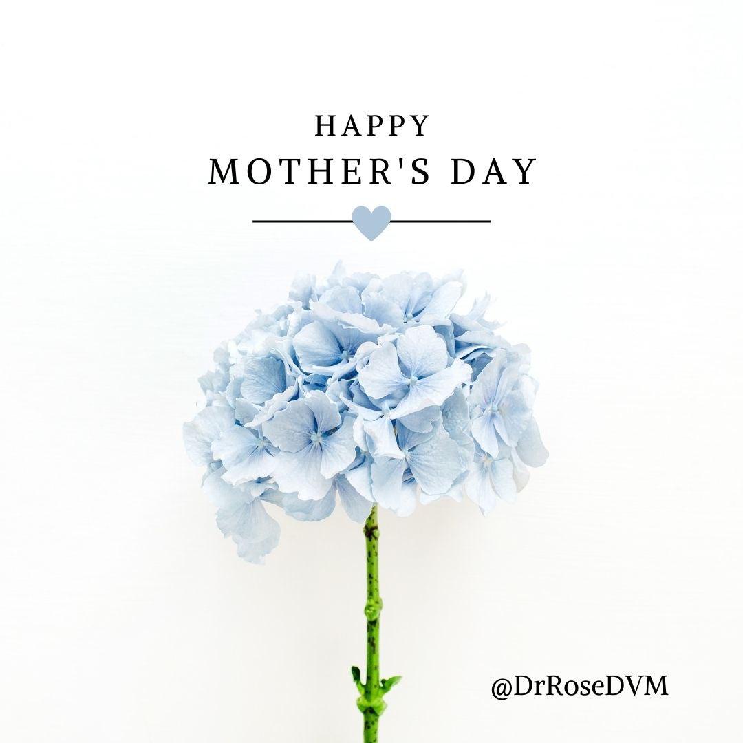 DrRoseDVM's tweet photo. HAPPY MOTHER'S DAY ❤️🐾
Wishing a Happy Mother's Day to all the mothers of children and pets!
#mothersday2023 #petsarefamily #love #mom #petlovers #drrosedvm #niznikvrs #veterinarymedicine https://t.co/AsQDMi4ImB