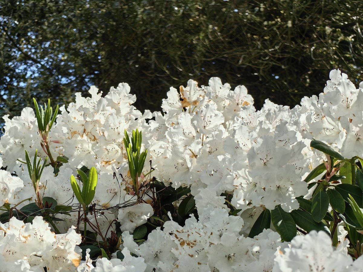 Nadezna #peoplewithpassion shares - Blooming lovely in Bute Park, Cardiff #welshpassion courtesy
@MandhariNadezna