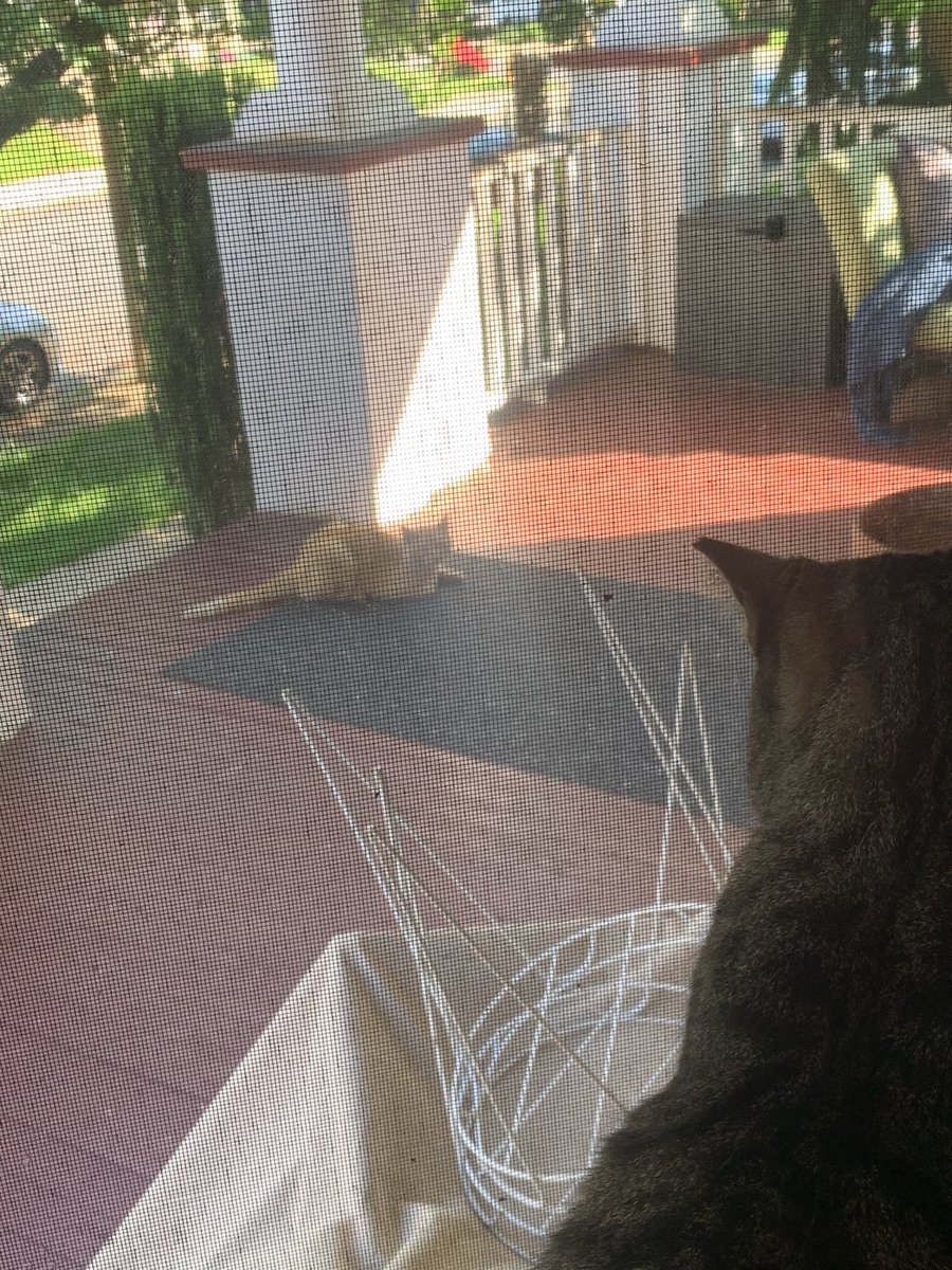 bugsgonephishin's tweet image. this cat has 2 weeks to figure out not being feral if he wants to come to the suburbs with us #fluffernutter