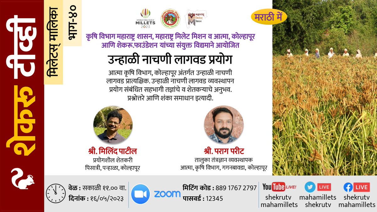 shekruTV's tweet photo. मिलेटस् मालिका (भाग-४०):उन्हाळी #नाचणी लागवड प्रयोग
मिलिंद पाटील
पराग परीट
१६/५ सकाळी ११
#Millet Series(Part-40):Summer #FingerMillet Cultivation Experiment
Milind Patil
Prog #Farmer Kolhapur
Parag Parit
#ATMA #Kolhapur
16/5 11am 
#iym2023 #mahamillets #ragi https://t.co/hz21WObljw