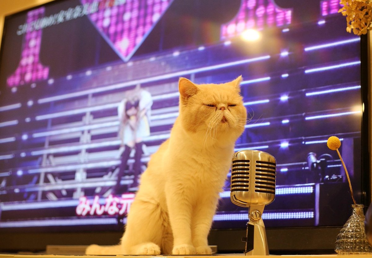 103noa's tweet photo. iPhoneがおすすめしてきた
スターみたいなバニやん
置いておくね(*ﾟ▽ﾟ*)

#ねこのいる生活 
#エキゾチックショートヘア 
#過去ノアバニはさみます

https://t.co/eVbUfMjYtm https://t.co/Mxz4AXSQ6a
