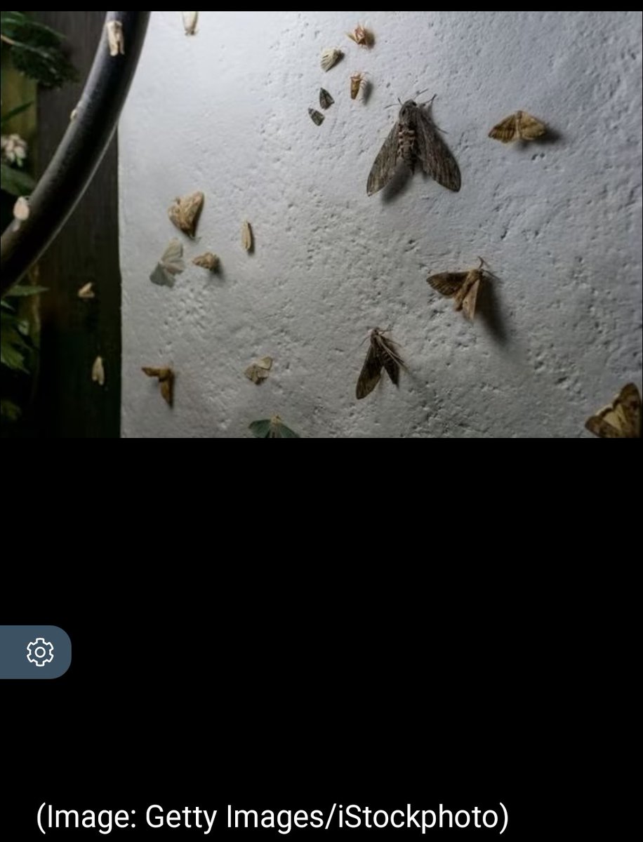 pmandrews1973's tweet photo. I hate the demonisation of Nature by an ill-informed / over-dramatised media. Only a very small number of moth species cause damage to fabric and most likely none it the accompanying stock image. https://t.co/rvJn4YjHbN