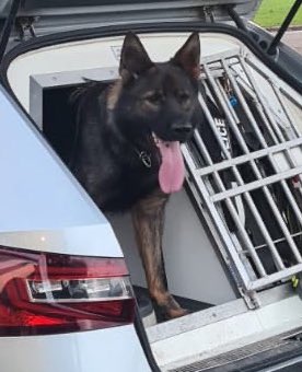 WarksPoliceDogs's tweet image. PD Otto had a busy couple of night shifts…On 👮‍♀️attendance at a pub fight where a 🔪 had been mentioned 3 ran off. PD Otto picked up the track in the dead of night &amp;amp; tracked into local country park &amp;amp; found a suspect taking a nice late night stroll! #TheNoseKnows #CrackingTracking