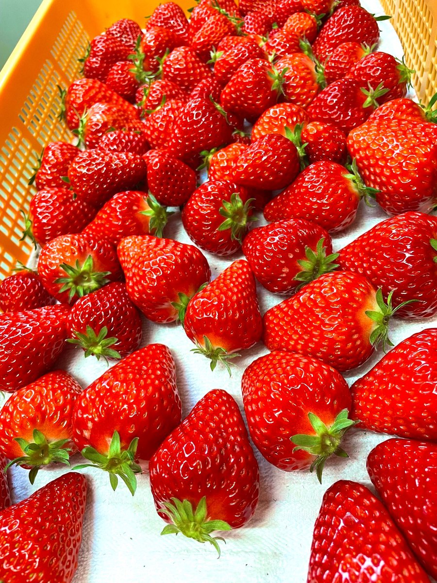 ／
フェスで販売するフレーバーをご紹介📣
＼

④【いちごシャーベット🍓】

愛知のいちご農家ゆうさんが経営する『苺香』さんとの✨フェス限定コラボ商品✨です！

甘みと酸味のバランスが良い、紅ほっぺを使用したシャーベットを試作中です😊お楽しみに〜！

#リベシティ
#リベ大フェス2023