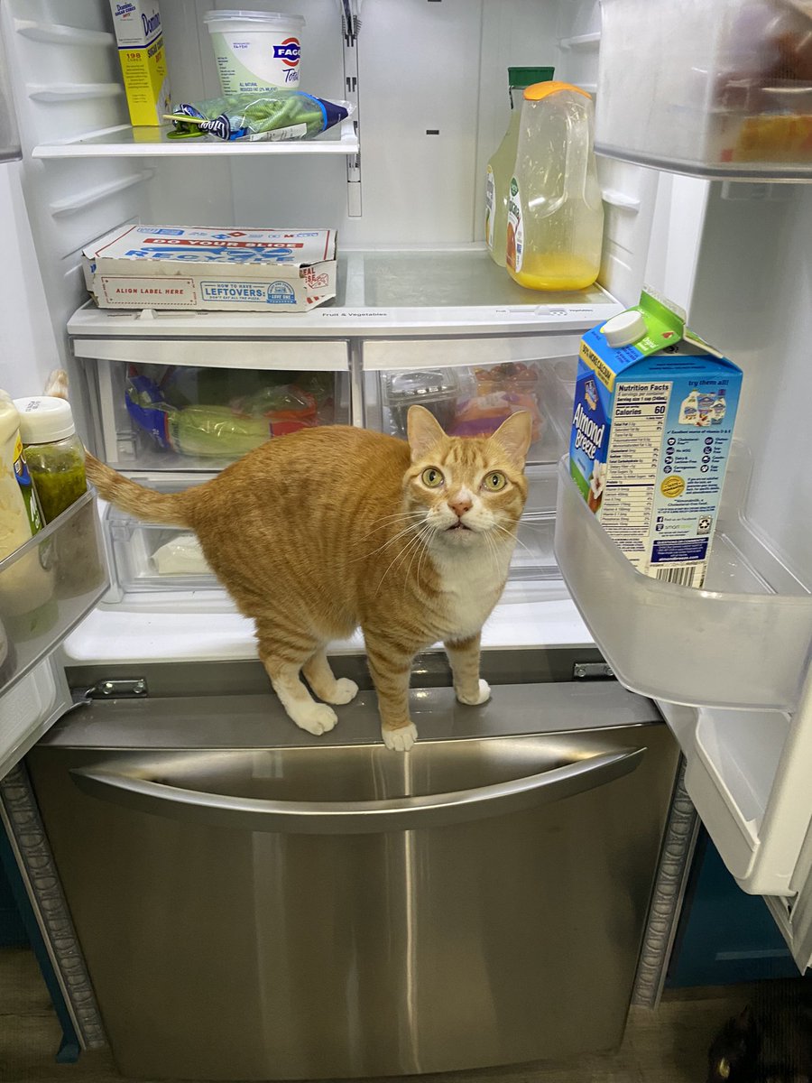 ColeTheBlackCat's tweet photo. Every time…
#IsThatForMe https://t.co/Y0WtYzDgQ8