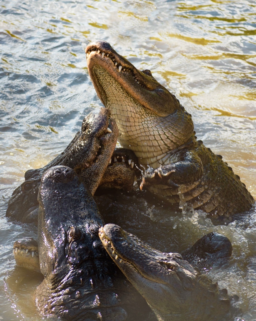 WildFlorida's tweet photo. ๐ We're counting down the days to GATOR WEEK! ๐ It's time to change misconceptions about alligators and learn to appreciate the traits that make these incredible reptiles so unique.โ For more information, visit https://t.co/j3zxRNPvCv! ๐ปโ #GatorWeek https://t.co/Adt5OjN0D8