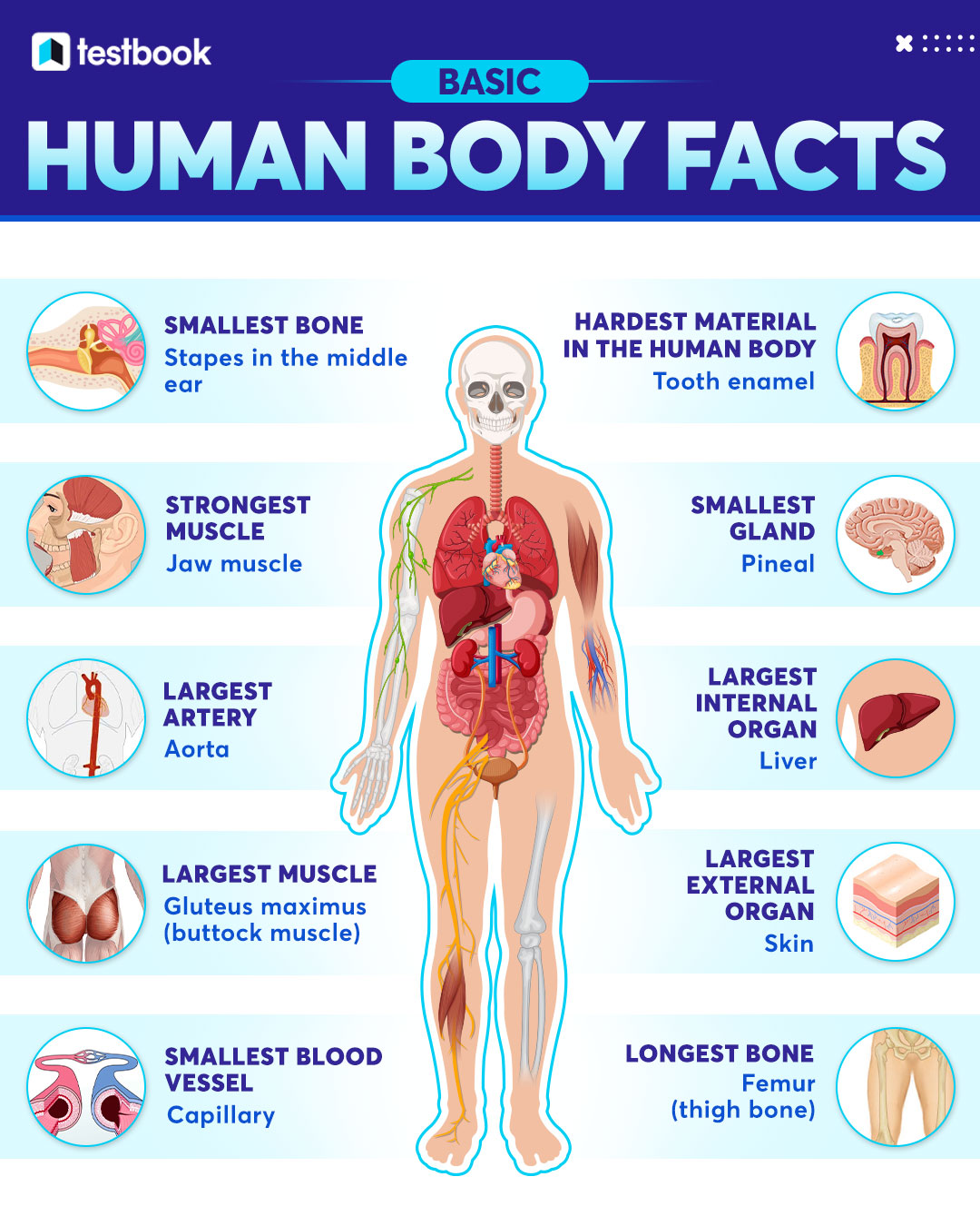Intresting facts about human body discount
